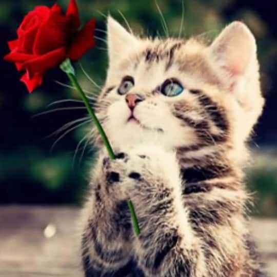 Sparkly Selections Beginner Kitten with a Rose Diamond Painting Kit